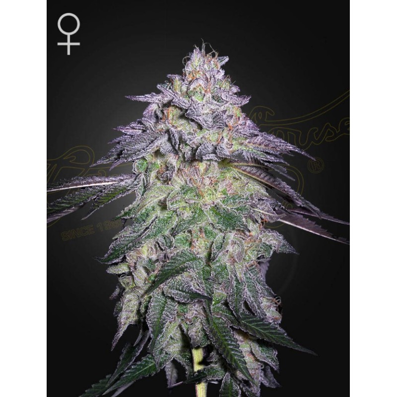 NORI CAKE · Green House Seeds · semi di canapa · Fem