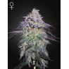 NORI CAKE · Green House Seeds · cannabis seeds · Fem