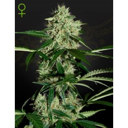 NORTHERN LIGHTS AUTO · Green House Seeds · semi di canapa · Auto Fem