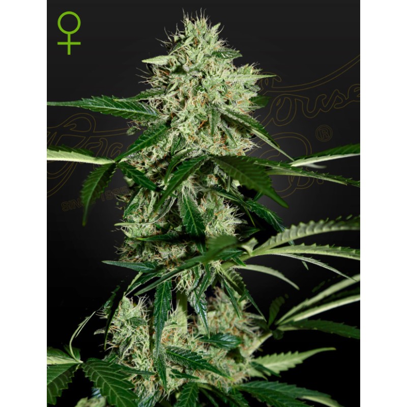 NORTHERN LIGHTS AUTO · Green House Seeds · cannabis seeds · Auto Fem