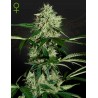 NORTHERN LIGHTS AUTO · Green House Seeds · semi di canapa · Auto Fem