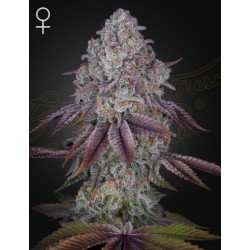 PERSIAN PIE · Green House Seeds · cannabis seeds · Fem