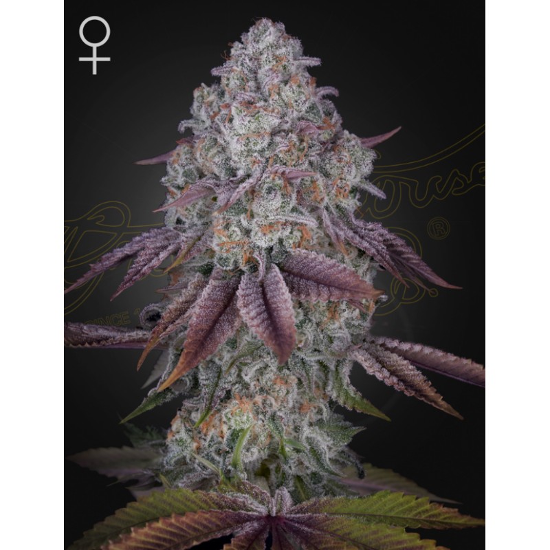 PERSIAN PIE · Green House Seeds · cannabis seeds · Fem