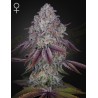PERSIAN PIE · Green House Seeds · cannabis seeds · Fem