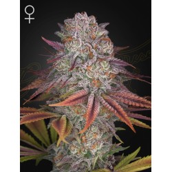 PULP FRICTION · Green House Seeds · semillas de marihuana · Fem