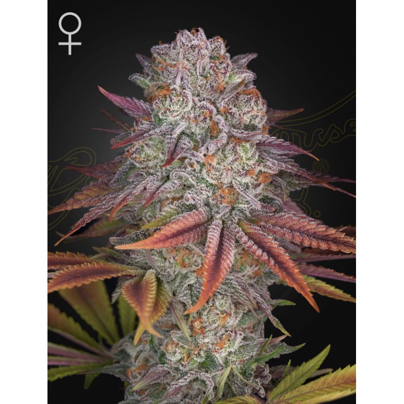 PULP FRICTION · Green House Seeds · semillas de marihuana · Fem