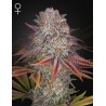 PULP FRICTION · Green House Seeds · semi di canapa · Fem