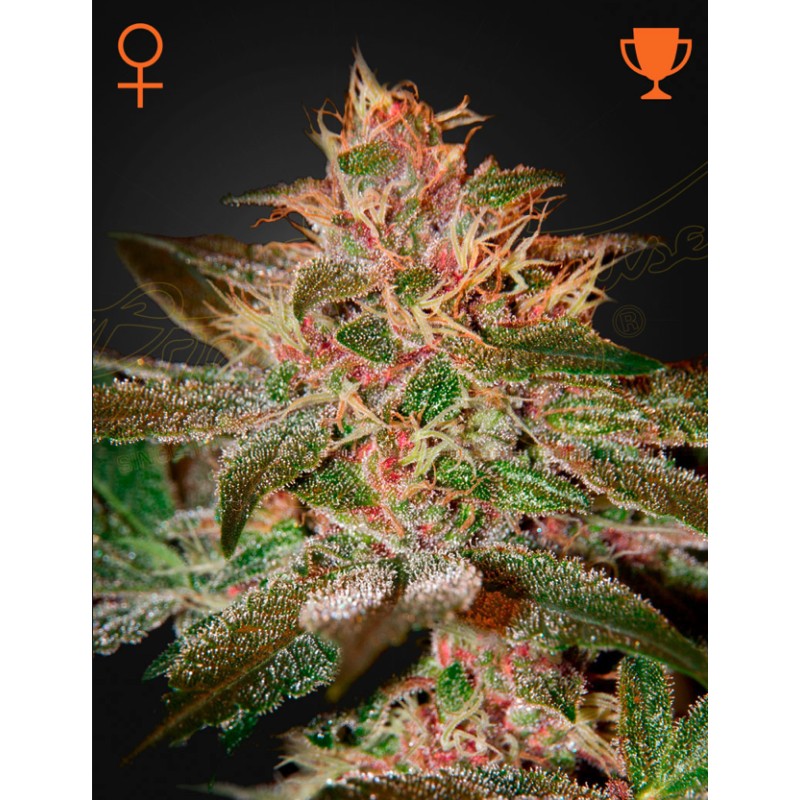 PURE KUSH · Green House Seeds · cannabis seeds · Fem