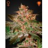 PURE KUSH · Green House Seeds · semi di canapa · Fem