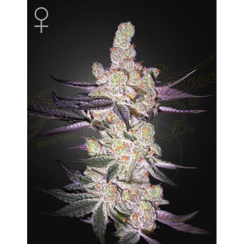 RAZUBERI · Green House Seeds · semi di canapa · Fem