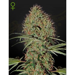 SUPER BUD  AUTO · Green House Seeds · semi di canapa · Auto Fem
