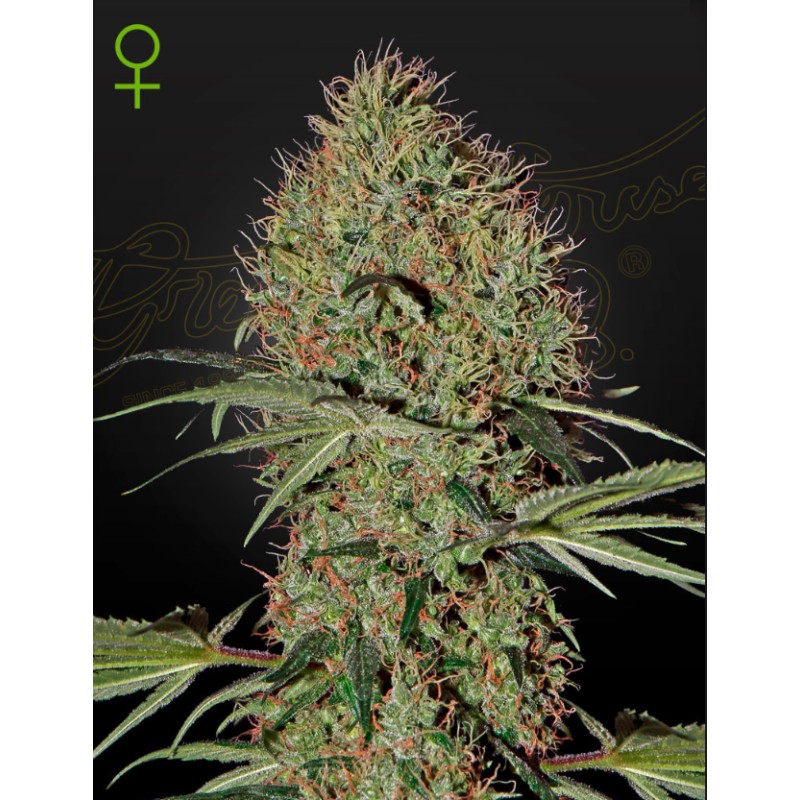 SUPER BUD  AUTO · Green House Seeds · semi di canapa · Auto Fem