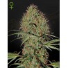 SUPER BUD  AUTO · Green House Seeds · semi di canapa · Auto Fem