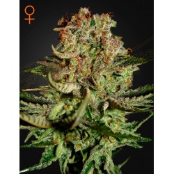 SUPER BUD · Green House Seeds · semillas de marihuana · Fem