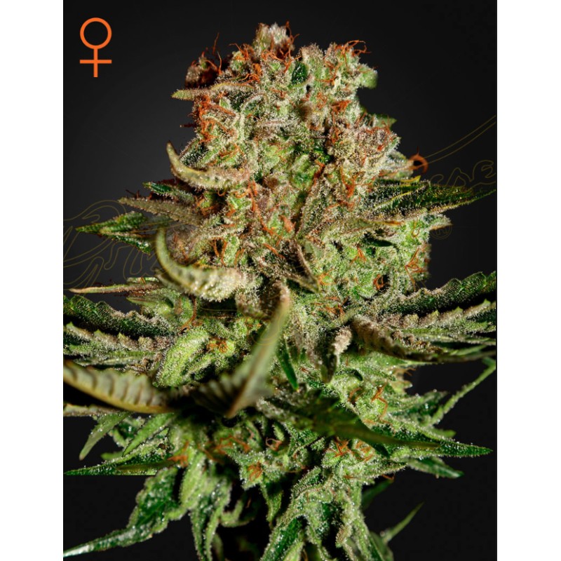 SUPER BUD · Green House Seeds · cannabis seeds · Fem