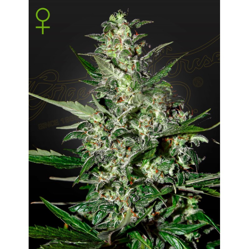 SUPER CRITICAL AUTO · Green House Seeds · semillas de marihuana · AutoFem