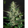 SUPER CRITICAL AUTO · Green House Seeds · semillas de marihuana · AutoFem