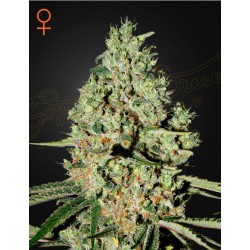 SUPER CRITICAL · Green House Seeds · semi di canapa · Fem
