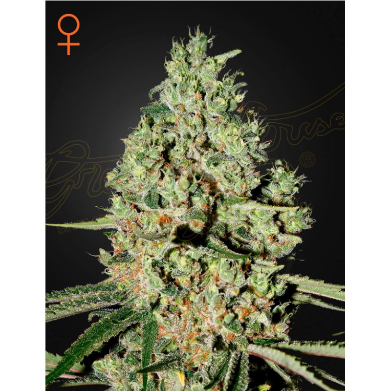 SUPER CRITICAL · Green House Seeds · cannabis seeds · Fem