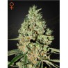 SUPER CRITICAL · Green House Seeds · semillas de marihuana · Fem