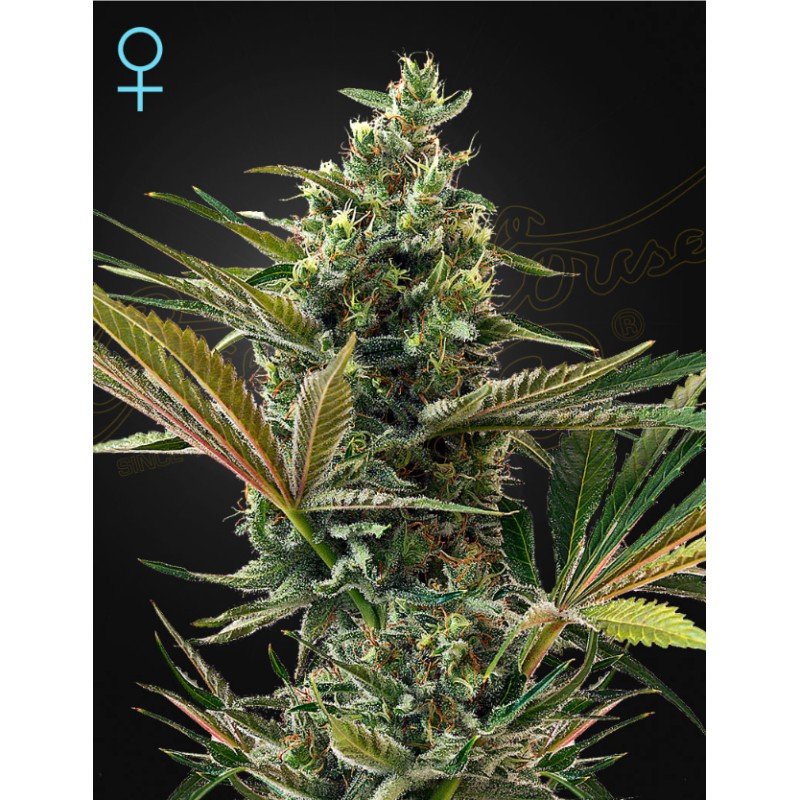 SUPER LEMON HAZE AUTO CBD · Green House Seeds · semillas de marihuana · Fem