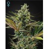 SUPER LEMON HAZE AUTO CBD · Green House Seeds · semillas de marihuana · Fem