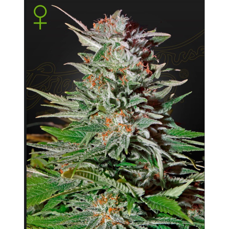 SUPER LEMON HAZE AUTO · Green House Seeds · semi di canapa · AutoFem