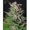SUPER LEMON HAZE AUTO · Green House Seeds · cannabis seeds · AutoFem