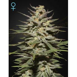 SUPER LEMON HAZE CBD · Green House Seeds · semillas de marihuana · Fem