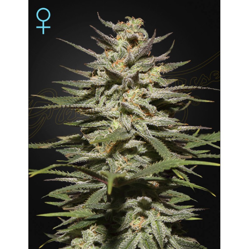 SUPER LEMON HAZE CBD · Green House Seeds · cannabis seeds · Fem