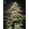 SUPER LEMON HAZE CBD · Green House Seeds · semi di canapa · Fem