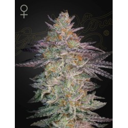 SUPER LEMON HAZE X GMO: Semi Femminizzati Green House Seeds