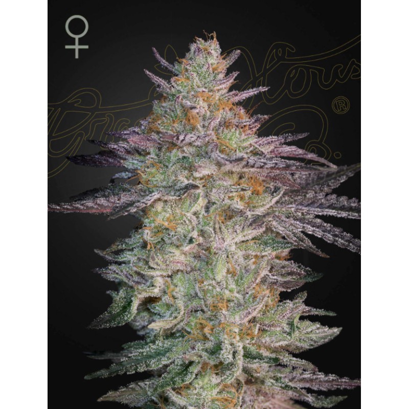 SUPER LEMON HAZE X GMO · Green House Seeds · cannabis seeds · Fem