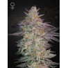 SUPER LEMON HAZE X GMO: Semi Femminizzati Green House Seeds