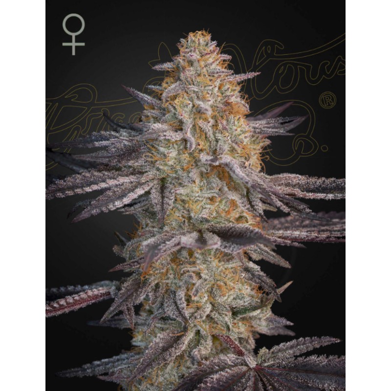 SUPER LEMON HAZE X RS11 · Green House Seeds · cannabis seeds · Fem