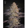 SUPER LEMON HAZE X RS11 · Green House Seeds · semi di canapa · Fem