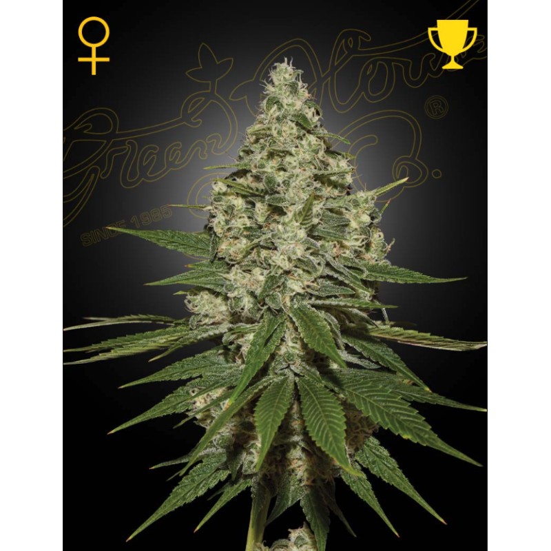 SUPER LEMON HAZE · Green House Seeds · semillas de marihuana · Fem