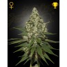 SUPER LEMON HAZE · Green House Seeds · semillas de marihuana · Fem