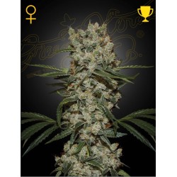 SUPER SILVER HAZE · Green House Seeds · semillas de marihuana · Fem