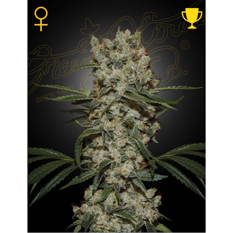 SUPER SILVER HAZE · Green House Seeds · semi di canapa · Fem
