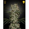 SUPER SILVER HAZE · Green House Seeds · semillas de marihuana · Fem