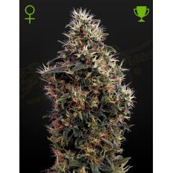 SWEET MANGO AUTO · Green House Seeds · semillas de marihuana · AutoFem