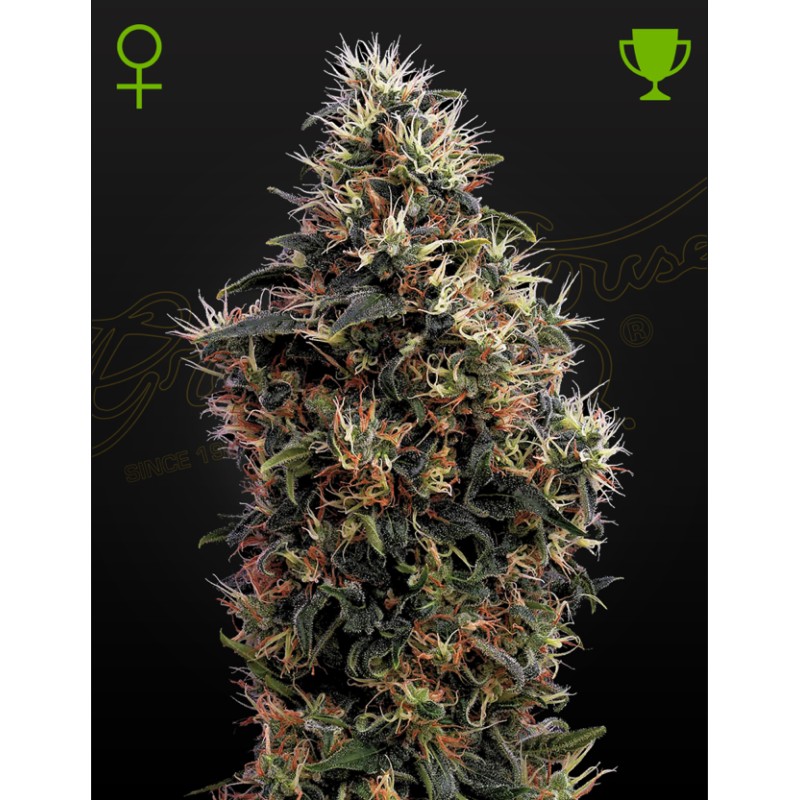 SWEET MANGO AUTO · Green House Seeds · semi di canapa · AutoFem
