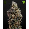 SWEET MANGO AUTO · Green House Seeds · semi di canapa · AutoFem