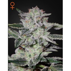 SWEET VALLEY KUSH · Green House Seeds · semi di canapa · Fem