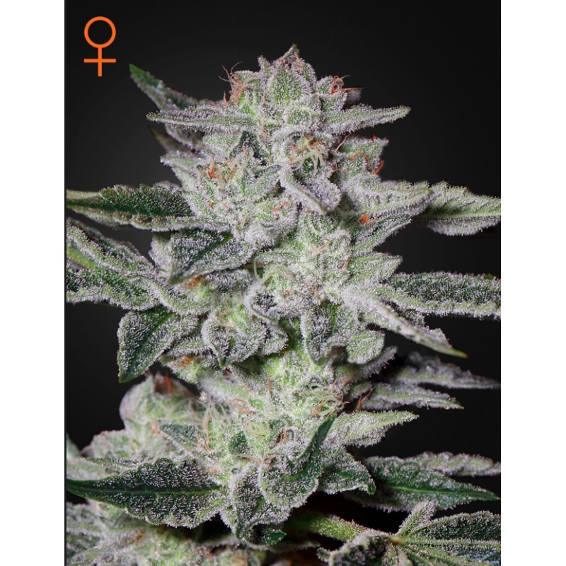 SWEET VALLEY KUSH · Green House Seeds · cannabis seeds · Fem