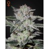 SWEET VALLEY KUSH · Green House Seeds · semi di canapa · Fem