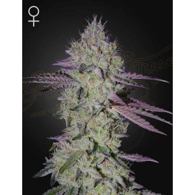 TARTE TATIN · Green House Seeds · semi di canapa · Fem