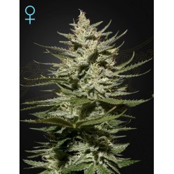 THE CHURCH CBD · Green House Seeds · semillas de marihuana · Fem