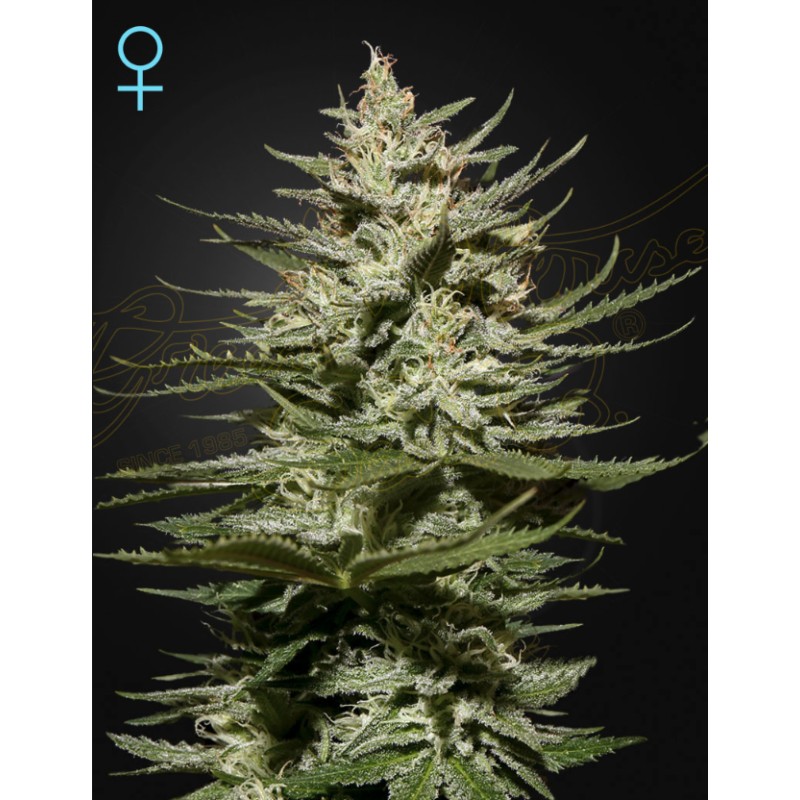 THE CHURCH CBD · Green House Seeds · semillas de marihuana · Fem